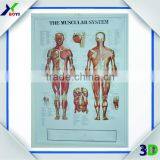 3D Embossed Plastic Medical Wall Posters, OEM 3D Anatomical Charts