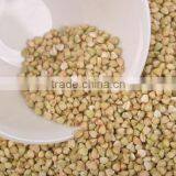 Chinese Non Gmo New Crop Roasted Buckwheat Kernel for Georgia Wholesale thumbnail-4