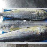 Frozen Giant Mahi Mahi Whole for Sale thumbnail-1