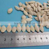 Good Price/sunshine Pumpkin Seeds