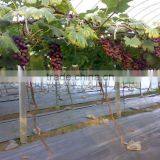 Anti Drip Coextruded PE Cover Film PE Film for Grape Greenhouse thumbnail-1