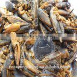 Pet Bird Food Vacuum Dried Crickets thumbnail-2