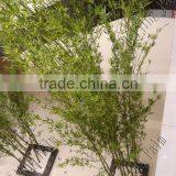 Plastic Mini Bamboo Interior Decoration For Garden Ornaments thumbnail-2