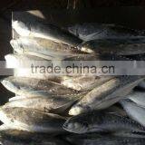 Jack Mackerel for Can thumbnail-2