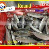 FROZEN W/R ROUND SCAD thumbnail-1