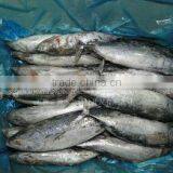 Atlantic Bonito for Sale thumbnail-1