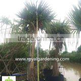 Pandanus Utilis Multi Trunks Nursery Landscaping Tree High 4-6m