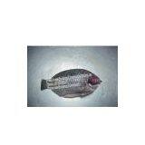 Frozen Black Tilapia Head-off ,Gutted, Scaled, Tail-off, Fins-off thumbnail-1