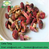 Manufacture Cancer Cure Herbs Red Mushroom thumbnail-2
