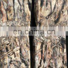 Whole Round Dosidicus Gigas Peru Giant Squid Frozen Giant Squid Price 300-500 500-1000 thumbnail-4