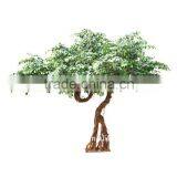 Abnormal-shape Banyan Tree