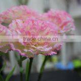 Artificial Fabric Carnation Flower Wholesale thumbnail-5