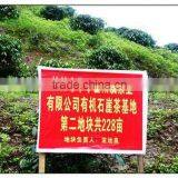 OEM Service Fresh Tea of This Year New Tea Wild Rocky Tea thumbnail-3