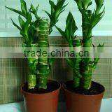 Dracaena Lotus Lucky Bamboo Planted in 3pcs 10cm + 15cm + 20cm Rooted in a 10cm Pot With Cocopeat Substrate thumbnail-5