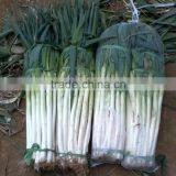 Fresh Green Onion Manufacture