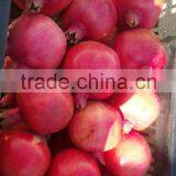 Fresh Pomegranate For Sale thumbnail-3