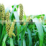 Hot Selling Price in China Potassium Humate Organic Fertilizer Companies