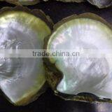 Natural Big Yellowlip Mop Shell Raw Material