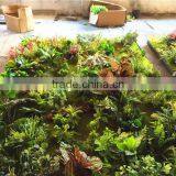 Home Garden Wedding Decoration 200cm*100cm Green Original Succulent With Moss Carpet Grass Wall E03 0504 thumbnail-6