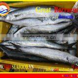FROZEN BARRACUDA FISH WHOLE ROUND thumbnail-4