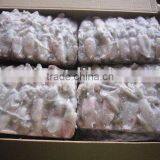 Frozen Squid (3-5cm) thumbnail-1