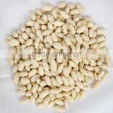 Chinese blanched peanut kernel in long shape