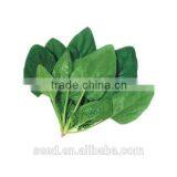 Good Quality High Yield Spinach Seeds SXS No.5