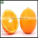 Fresh Orange Citrus Fruit