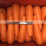 Sweet Taste Good Quality Fresh Carrot From Shandong thumbnail-3