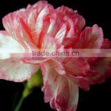 Supply Carnation Fresh Cut Carnation Fresh Cut Flowers thumbnail-4