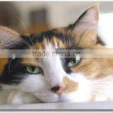 Daily Essentials Cat Food thumbnail-1