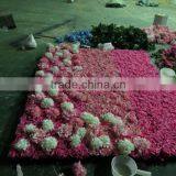 Q113001 Wedding Decoration Green Wall China Manufacturer Artificial Flower Wall thumbnail-5