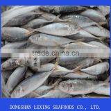 Frozen Good Horse Mackerel Round Scad thumbnail-1