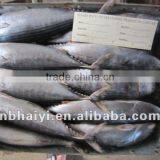 Bonito Frigate Sarda Sarda thumbnail-1