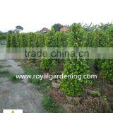 Ficus Panda 3 Steps ,cone Shape Nursery for Landscaping High 1.5-2.5m thumbnail-2