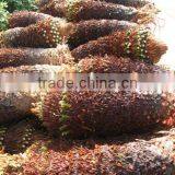 Cycas Revoluta Bare Root thumbnail-2