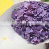 Most Popular Hotsell Hydrangea Flowers thumbnail-1