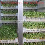 Fodder Sprouting Machine/barley Grass Growing Machine thumbnail-2