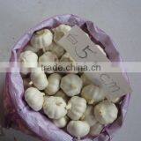 2015 No Pollution and New Harvested Garlic thumbnail-4