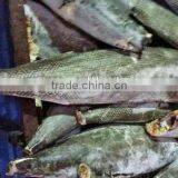 Frozen Oil Fish Rough Skin thumbnail-1