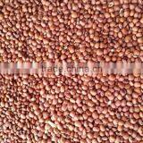 SPICES AND PULSES thumbnail-2