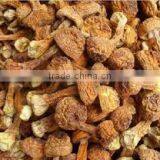 Matsutake Mushroom thumbnail-3