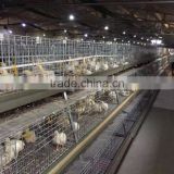 H type broiler chicken cage for Africa