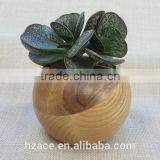 Sphere Succulent Air Plant Planter Wood thumbnail-3