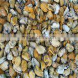 Seafood and Frozen Shelled Mussel thumbnail-1