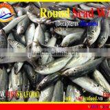 FROZEN ROUND SCAD WHOLE ROUND thumbnail-1