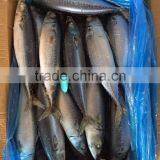 Sea Frozen Mackerel 500-750g 2016 thumbnail-3