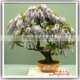 Grotesque or Fantastic in Shape or Appearance , Artificial Pot Manufacturing Plants for Wholesale thumbnail-5