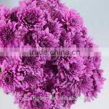Mini Chrysanthemum Purple Fresh Cut Flowers For The Elders thumbnail-3