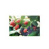 Mulberry Fruit Powder thumbnail-1